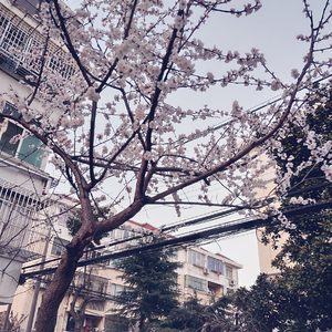 日本精品在线视频
